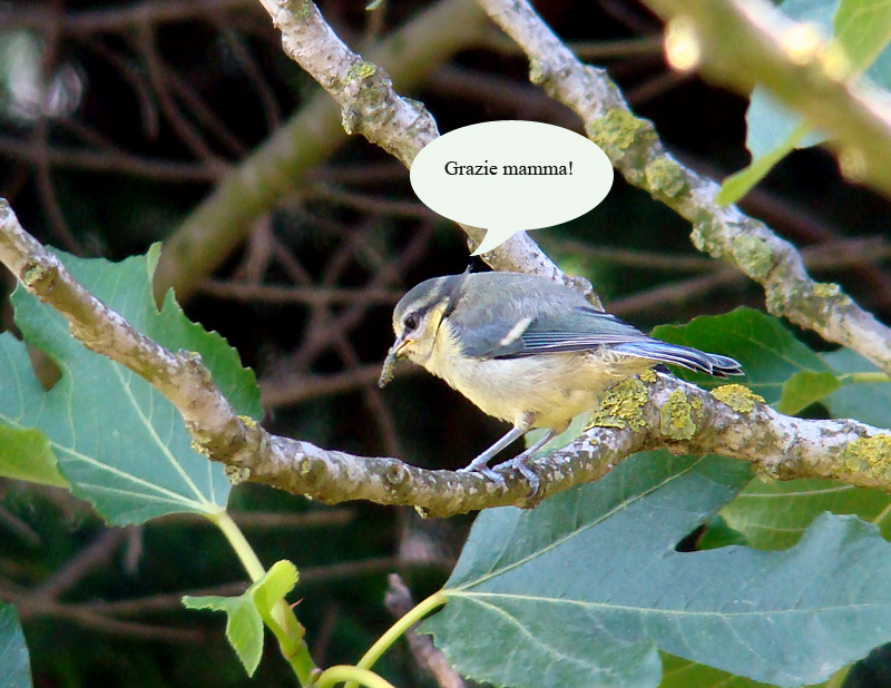 Avifauna humor